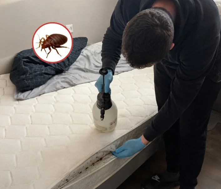 Technicien traitant un matelas contre les punaises de lit à Houilles